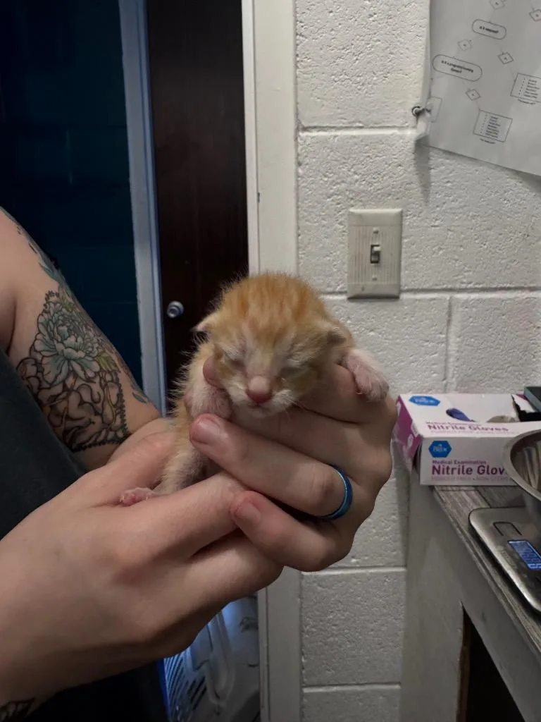 Cinnamon thumbnail 2