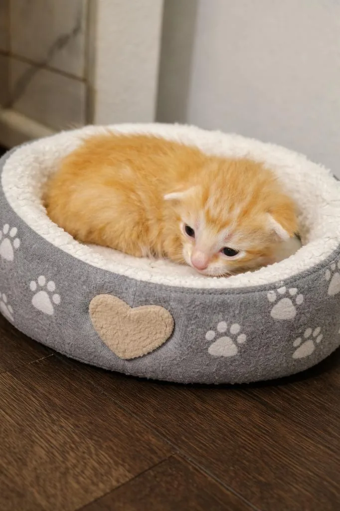 Cinnamon thumbnail 3