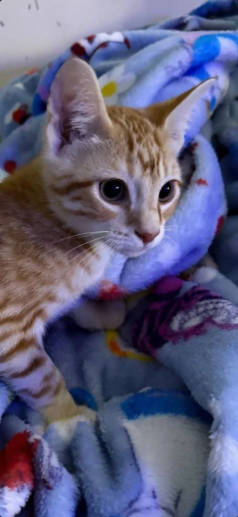 Cinnamon thumbnail 4