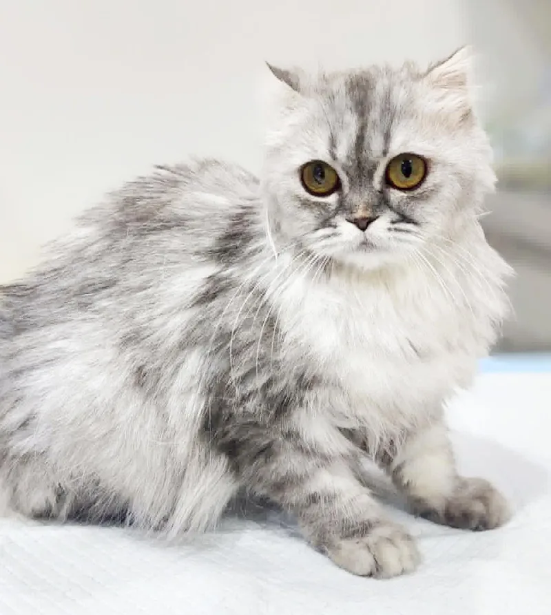 A young medium-sized female Tabby (Gray / Blue / Silver) Chinchilla cat named Oxy is omg gorgeous for adoption in Bedford Hills, NY