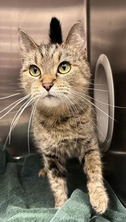 An adult small-sized female Domestic Short Hair cat named Suki for adoption in New Albany, IN