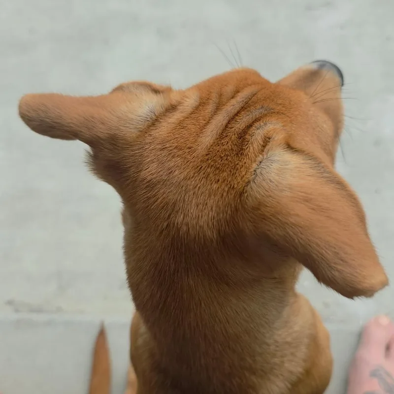 Bertie thumbnail 3