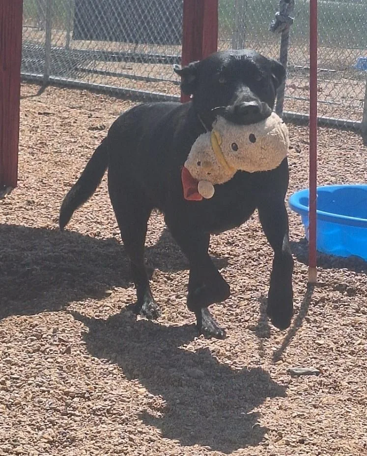 An adult large-sized male Black Labrador Retriever dog named Red for adoption in Chappell, NE