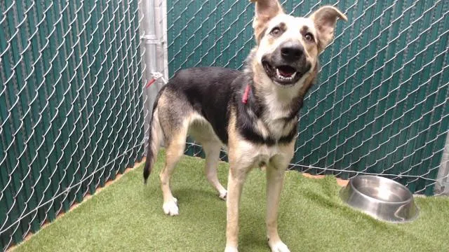 A young medium-sized female German Shepherd Dog dog named Suzie for adoption in Downey, CA