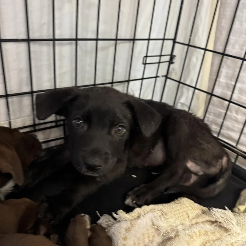 A young medium-sized male Black Spitz dog named Roman for adoption in Austin, TX