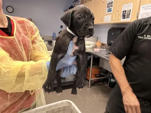 A baby large-sized male Boxer dog named Bigfoot for adoption in Phoenix, AZ