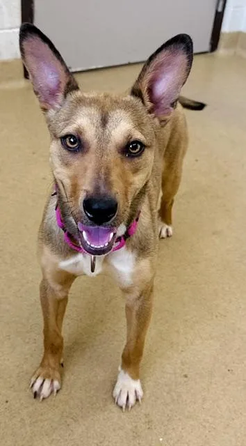 A young medium-sized female Basenji dog named Giggles for adoption in Derwood, MD