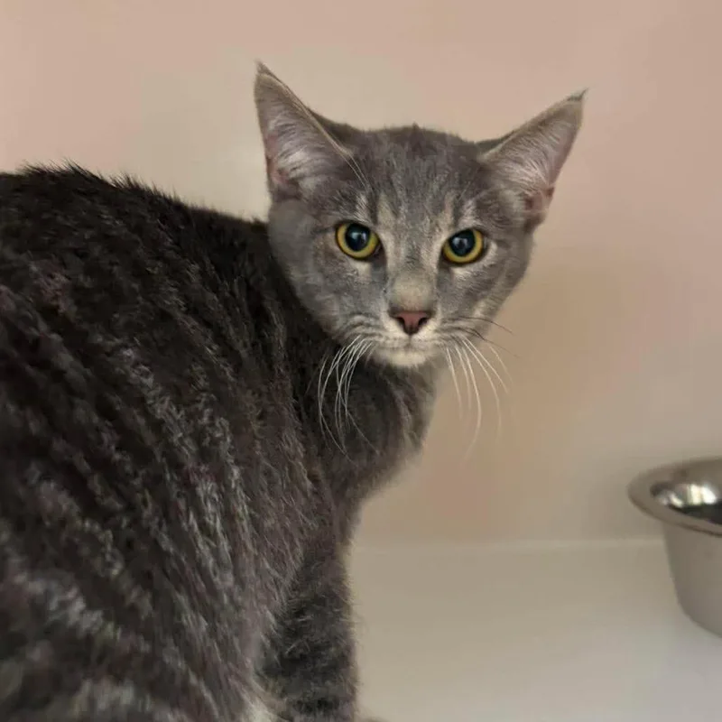 A young medium-sized male Gray / Blue / Silver Domestic Short Hair cat named Doodlebob for adoption in Rocky Mount, VA