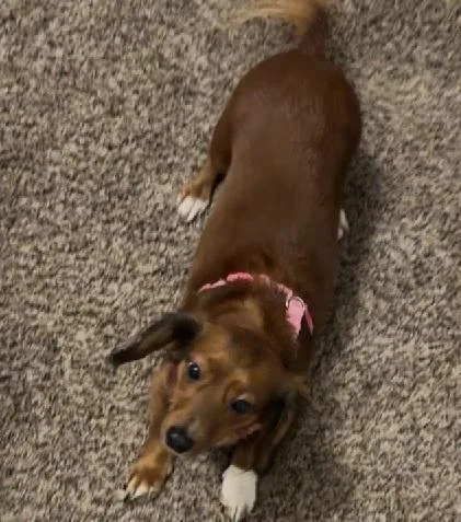 A young small-sized female Bicolor Dachshund (Long Haired) dog named Myrah for adoption in Georgetown, KY