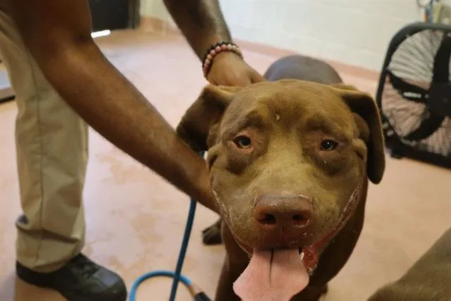 A young large-sized male Mixed Breed dog named Coco for adoption in Columbia, SC