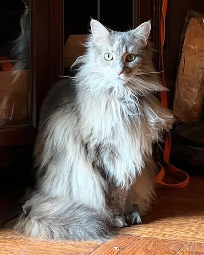 Sabbath Is Going To thumbnail 2