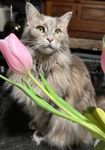 Sabbath Is Going To thumbnail 4