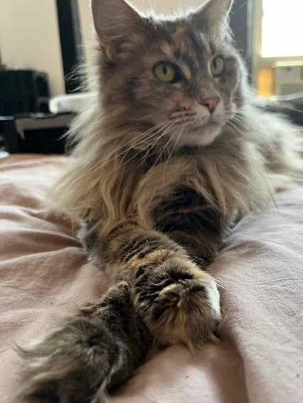 Sabbath Is Going To thumbnail 5