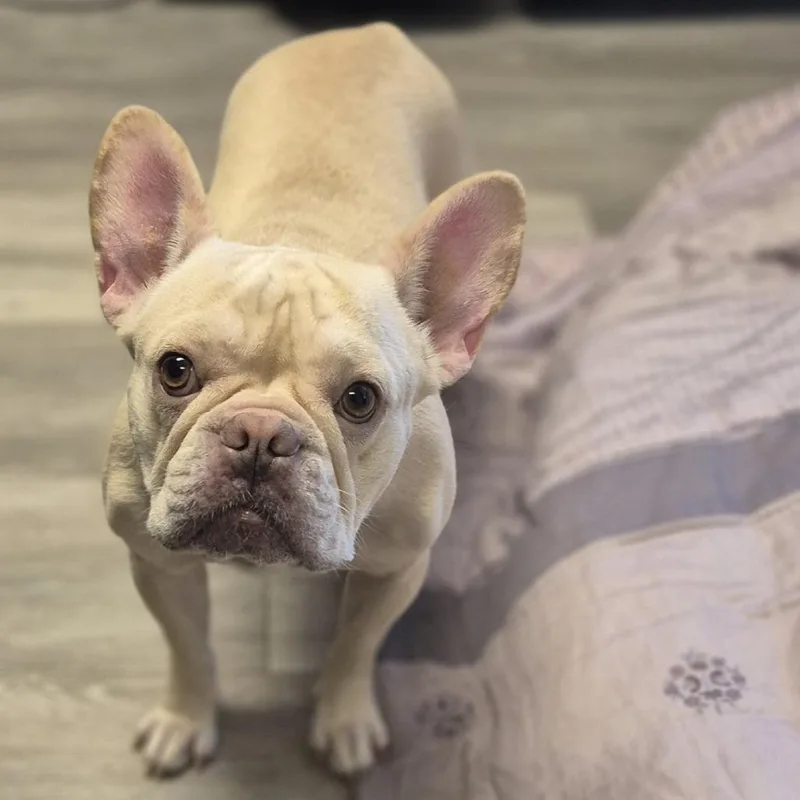 An adult small-sized female White / Cream French Bulldog dog named Cabernet for adoption in Newark, NJ