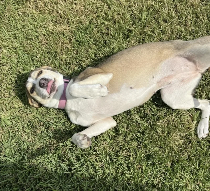 Princess Belle thumbnail 2