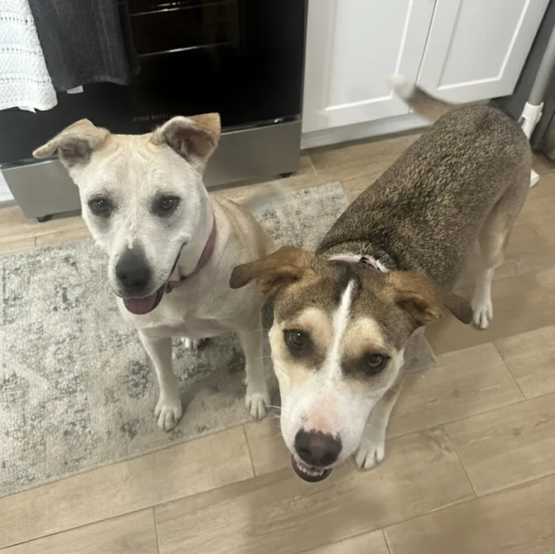 Princess Belle thumbnail 3