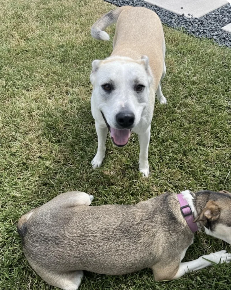 Princess Belle thumbnail 5