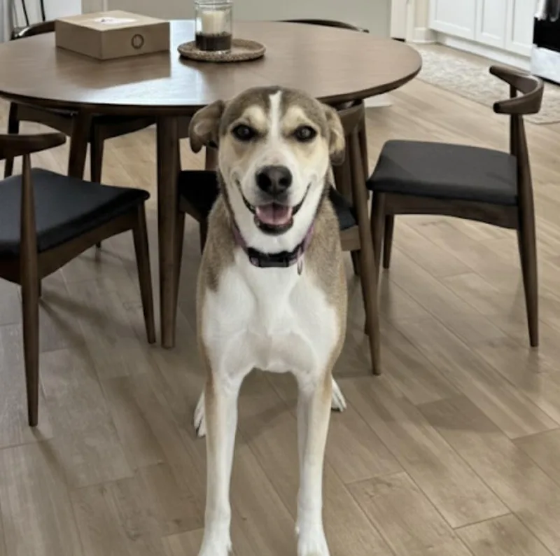 Princess Belle thumbnail 6