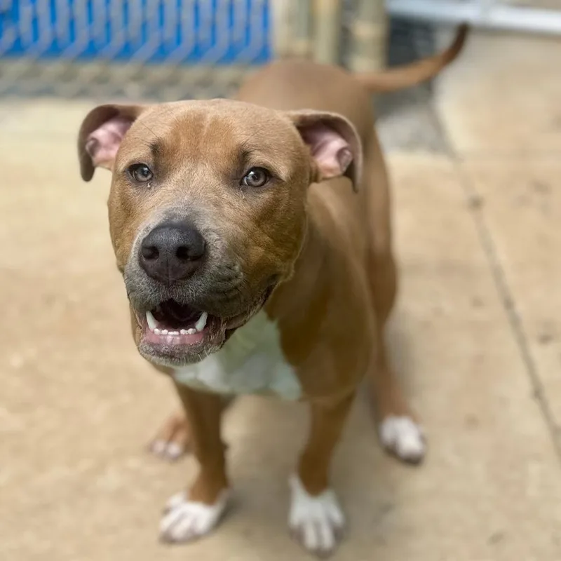 A young medium-sized male Red / Chestnut / Orange Pit Bull Terrier dog named Roman for adoption in Kansas City, KS