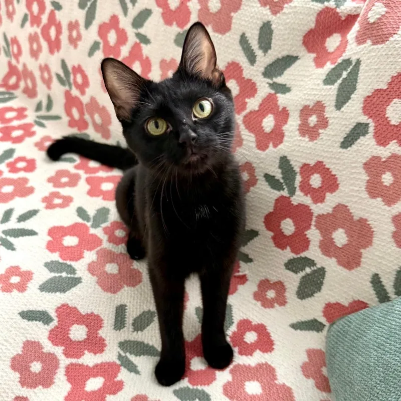 A young medium-sized female Black British Shorthair cat named Tweet for adoption in Deerfield, IL