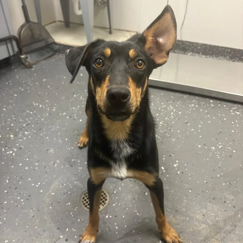 A young medium-sized male Black Mixed Breed dog named Baylor for adoption in Columbiana, AL