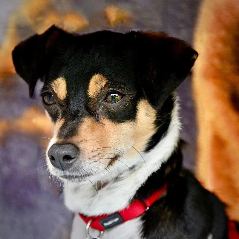 A young small-sized female Rat Terrier dog named Mika for adoption in Atlanta, GA