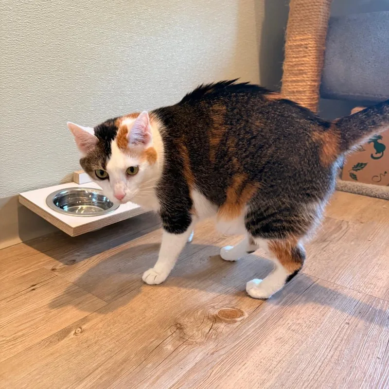 An adult large-sized female Black & White / Tuxedo Domestic Medium Hair cat named Izzy for adoption in Saint Charles, MO