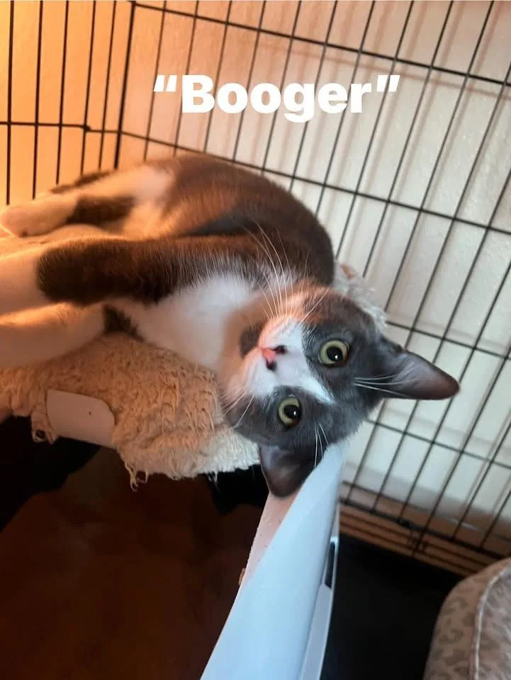 A young medium-sized male Domestic Short Hair cat named Booger & Groucho for adoption in Monrovia , CA