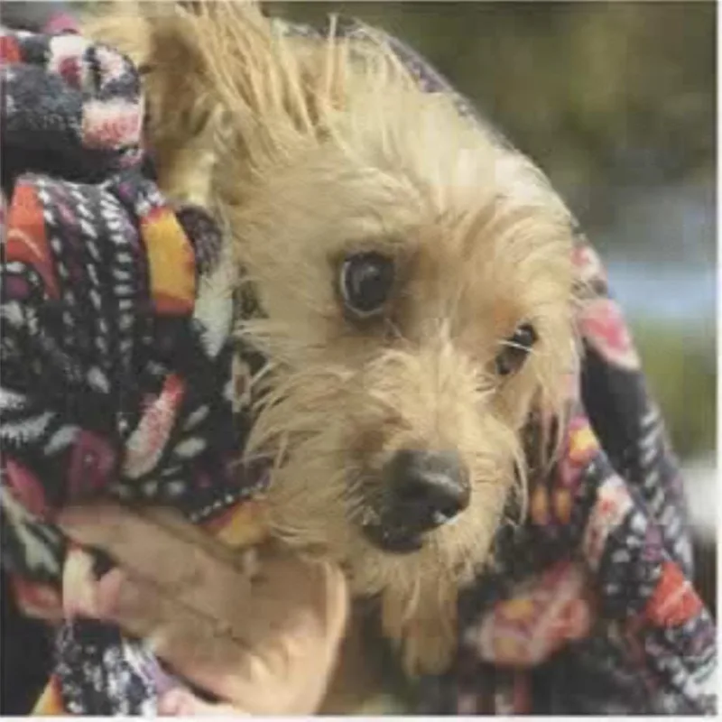 A young small-sized male Terrier dog named Shawn for adoption in San Antonio, TX