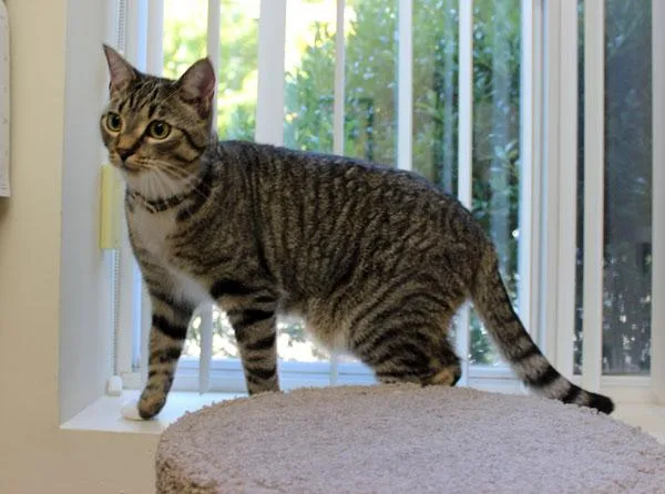 A young medium-sized female Tabby (Gray / Blue / Silver) Domestic Short Hair cat named Maple and Toffee for adoption in Mansfield, MA