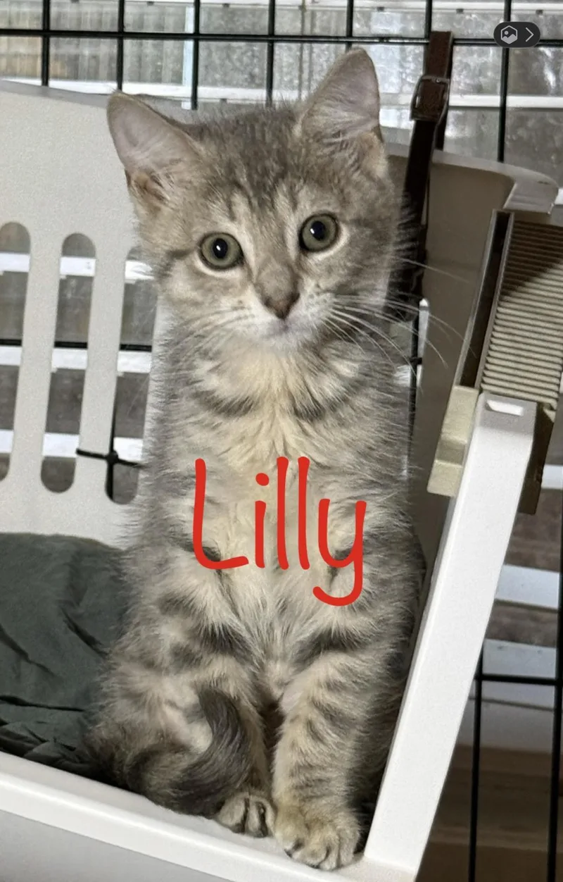 A baby medium-sized female Tabby (Gray / Blue / Silver) Domestic Short Hair cat named Lilly for adoption in Pawleys Island, SC