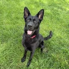 An adult large-sized male Black German Shepherd Dog dog named Atticus for adoption in Deerfield, IL