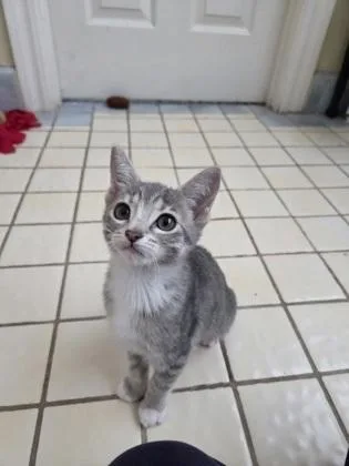 A baby medium-sized female Domestic Short Hair cat named South Carolina for adoption in Pleasanton, CA