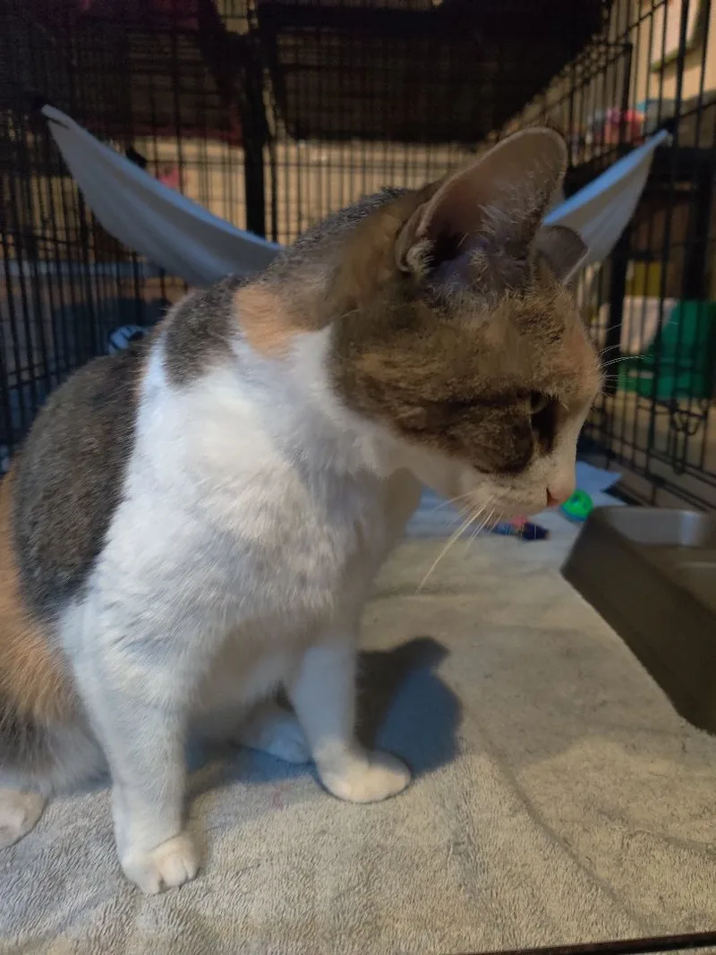 An adult small-sized female Calico cat named Magic for adoption in Kansas City, MO