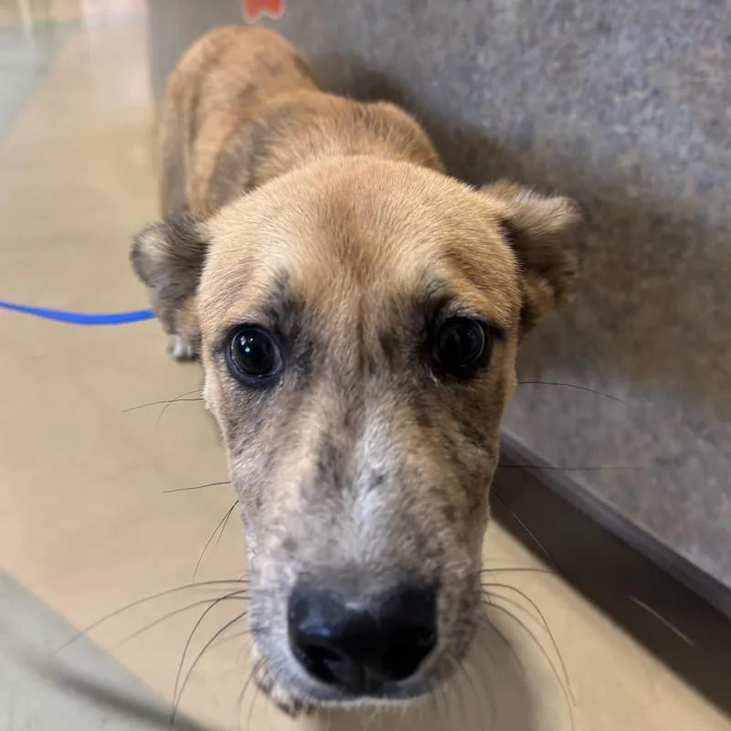 A baby medium-sized male Mixed Breed dog named Mowgli for adoption in Winston-Salem, NC