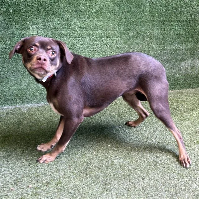 A young medium-sized male Dachshund dog named Bowser for adoption in Lancaster, CA
