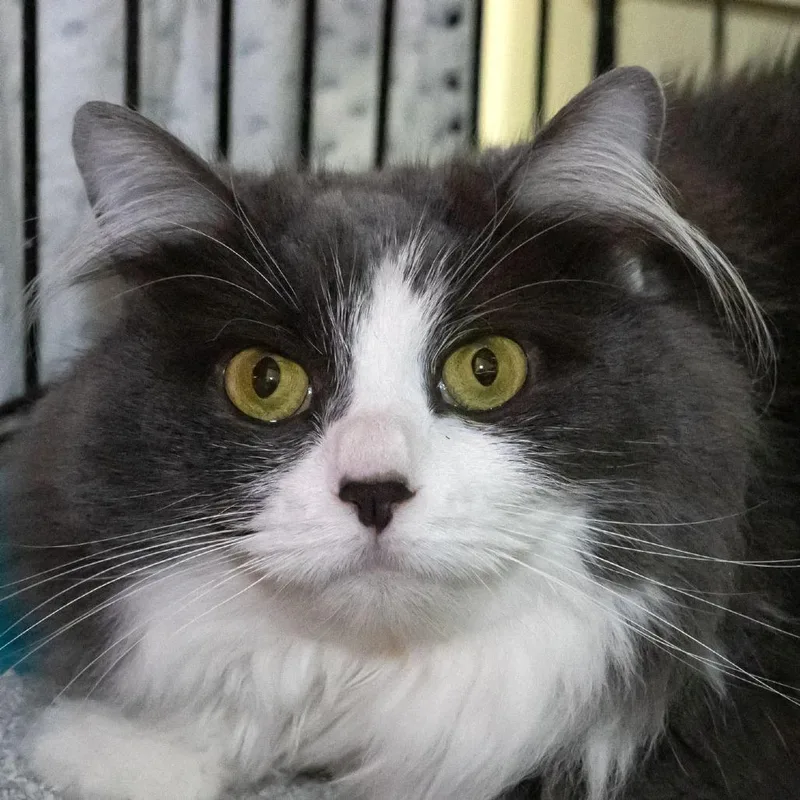 An adult medium-sized female Gray / Blue / Silver Domestic Long Hair cat named Hepburn for adoption in McKean, PA