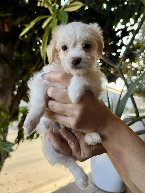 A baby small-sized female Maltese dog named Jasmine for adoption in Los Angeles, CA