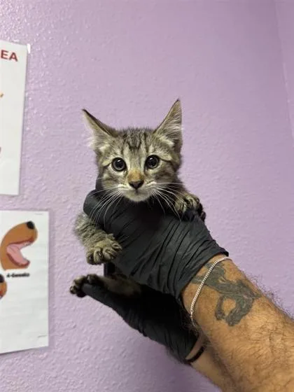 A baby small-sized male Gray / Blue / Silver Domestic Short Hair cat named 61054114 for adoption in El Paso, TX