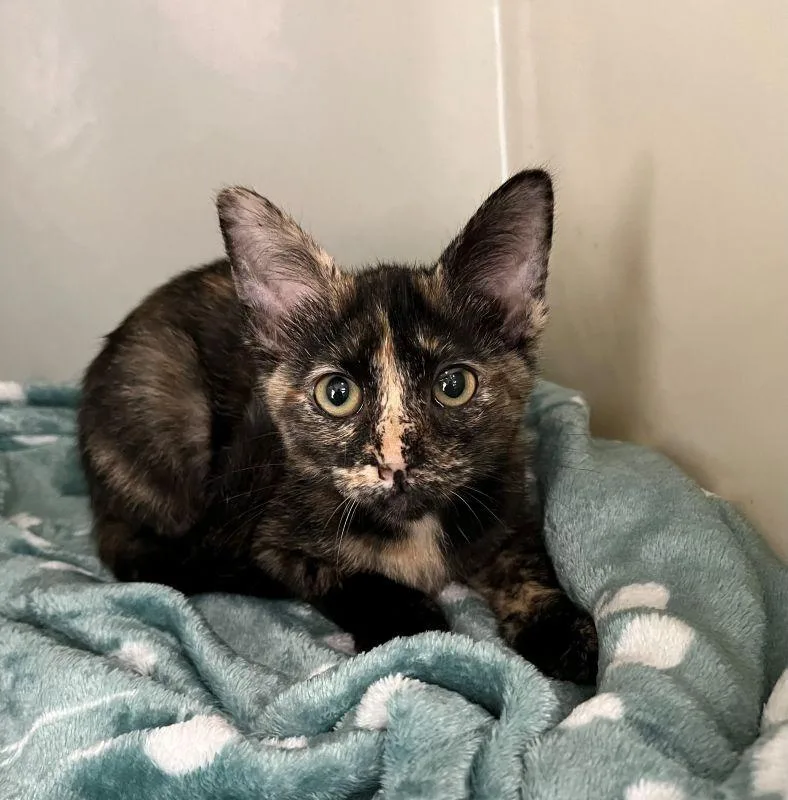 A baby medium-sized female Domestic Short Hair cat named Dilly for adoption in Genoa, IL