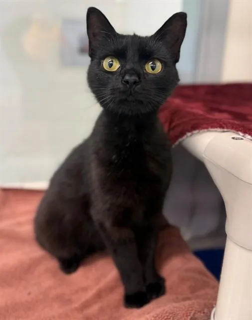 A young medium-sized female Domestic Short Hair cat named Butterfly Clips for adoption in Leesburg, VA