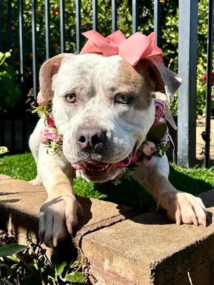 An adult large-sized female American Bulldog dog named Remi for adoption in Redlands, CA