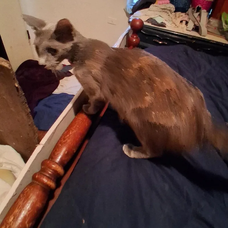 A young small-sized female White Domestic Short Hair cat named Grayson for adoption in Baytown, TX