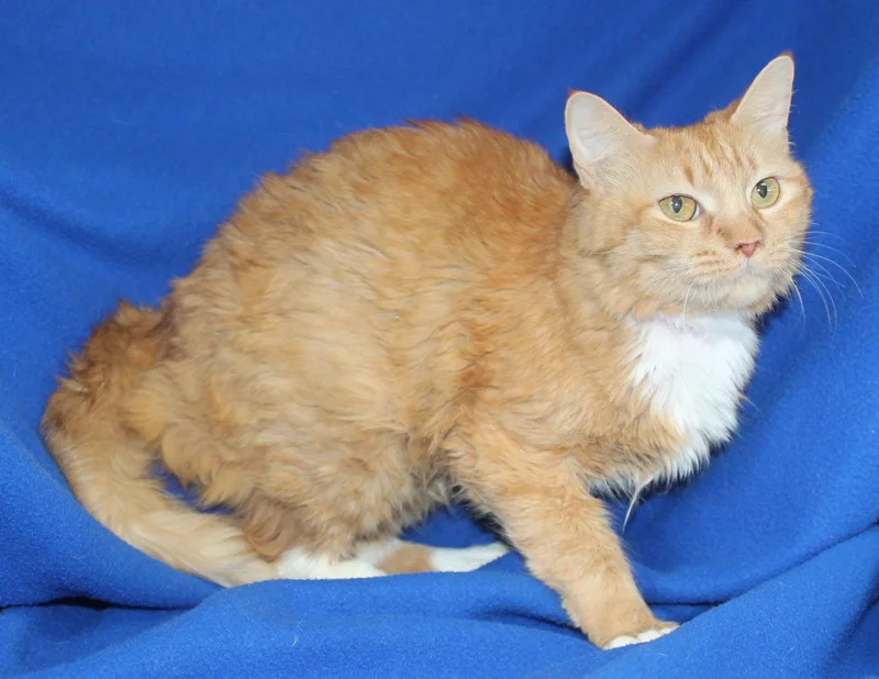 A young medium-sized female Orange & White Domestic Short Hair cat named Poppy for adoption in Prattville, AL