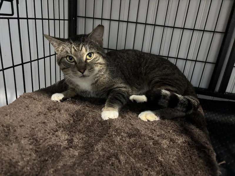 An adult medium-sized male Domestic Short Hair cat named Suga Toes for adoption in Tampa, FL