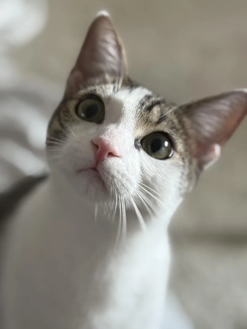 A baby medium-sized male Gray & White Turkish Van cat named Apricot & Peach for adoption in Kissimmee, FL