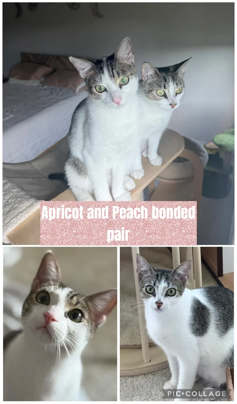 Apricot & Peach thumbnail 2