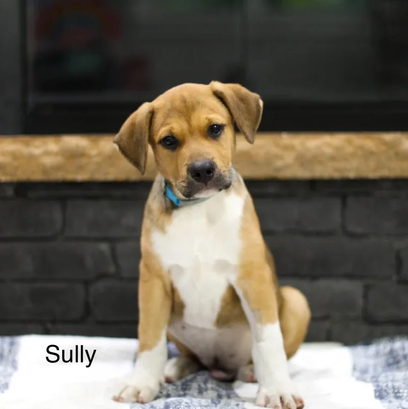 A baby medium-sized male Mixed Breed dog named Sully for adoption in Mobile, AL
