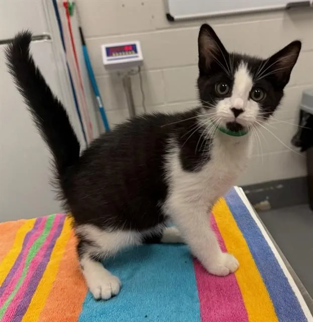 A baby medium-sized male Domestic Short Hair cat named Hickory for adoption in Peoria, IL