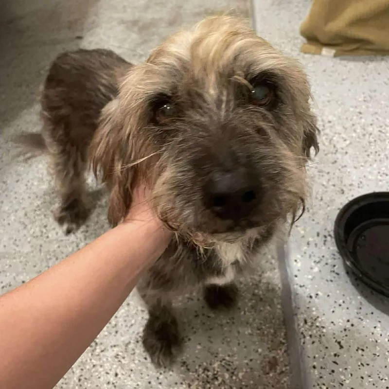 An adult small-sized male Gray / Blue / Silver Border Terrier dog named Ernie Ray for adoption in Houston, TX